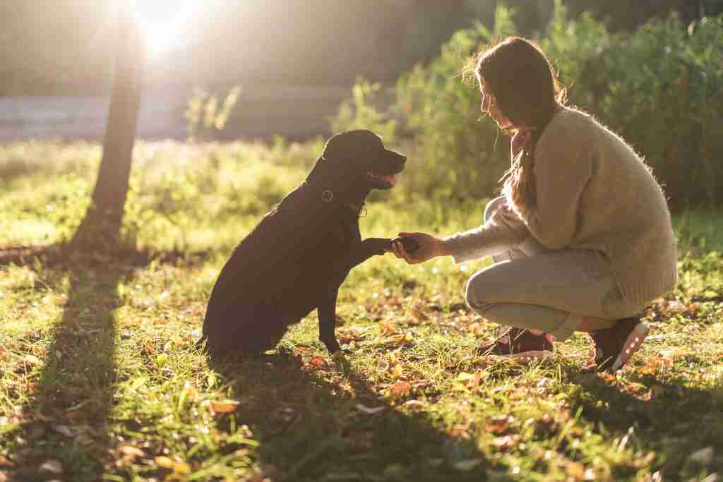 Animal Therapy Mesa Az